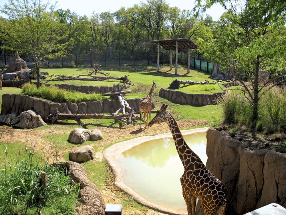 Giraffes-habitat-Giants-Dallas-Zoo-Savanna-Texas