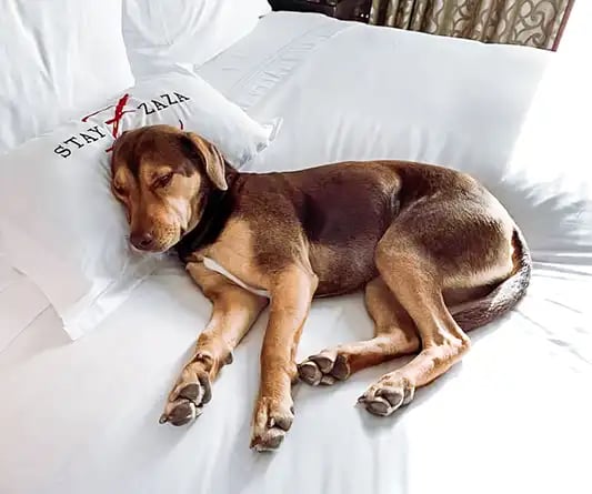 Hotel ZaZa Gallery Dog Sleeping