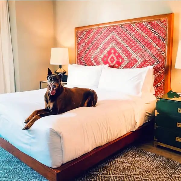 Hotel ZaZa Gallery Doberman Bed