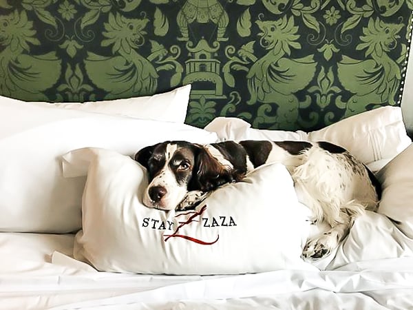 ZaZa-GoldFrame-DOG-GREEN-BED