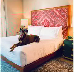 A dog laying in bed