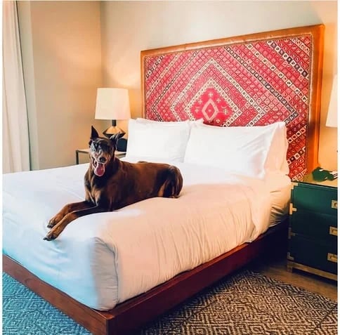 Hotel ZaZa Bestfriend Dog